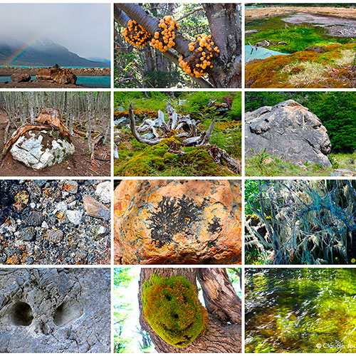 Panneau photographique Approche Patagonie - Flore