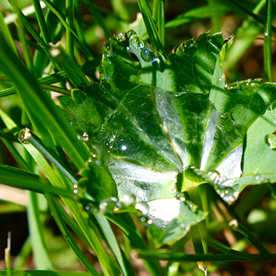 Photographie Composition Nature