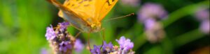 Photo Fleurs Papillon